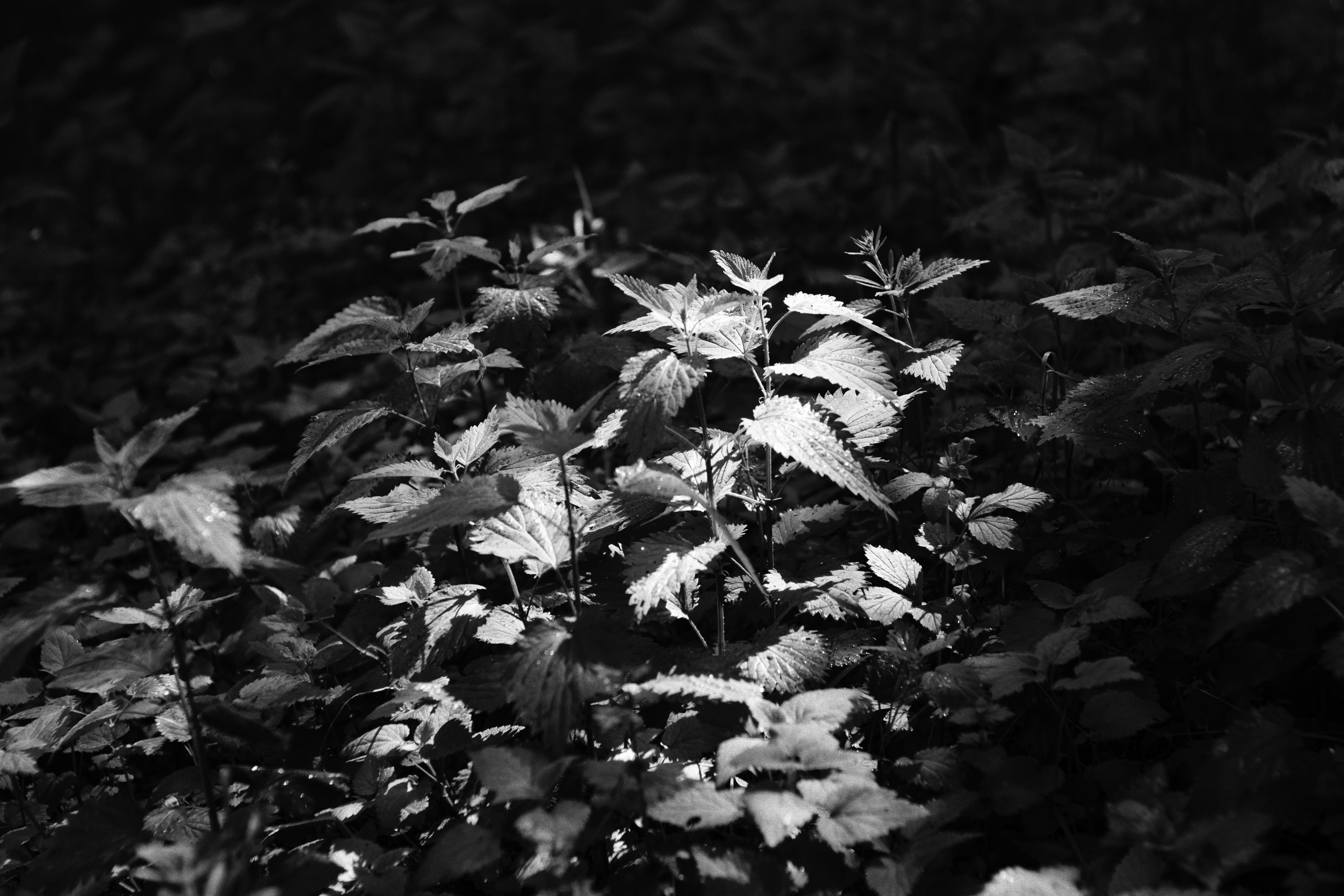 Konceptualan plakat za film moje mačke Tora.