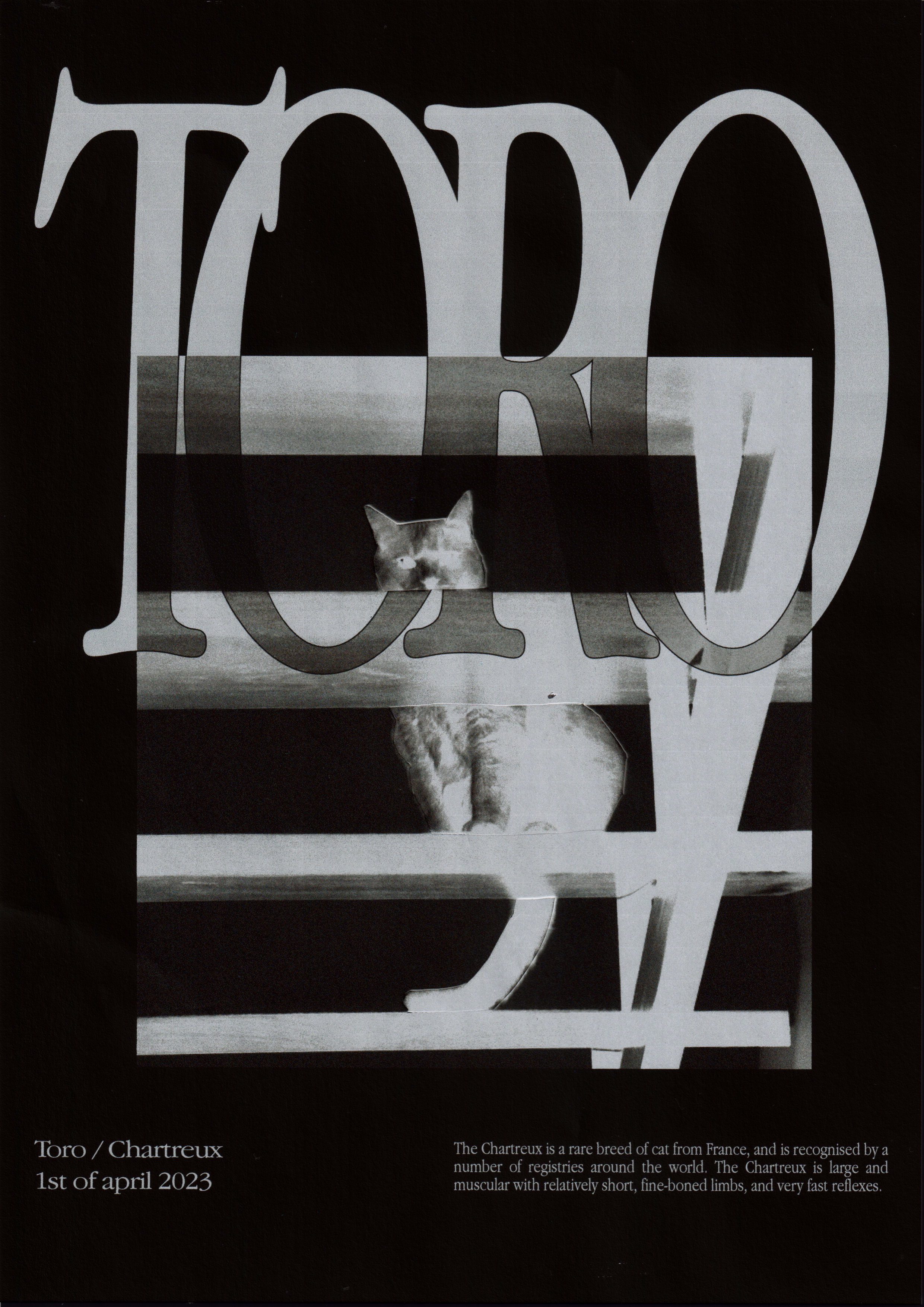 Konceptualan plakat moje mačke Tora.